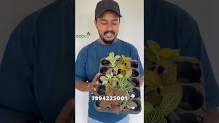 Fittonia combo 10 plants 250 ecoon plants garden gardening [upl. by Oijile]