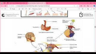 hipotalamo hipofisis [upl. by Tombaugh]