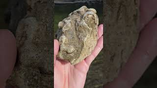 Huge Bryozoan Fossil Found At Flow thefinders teamrockit rockhounding [upl. by Daus]