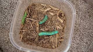 Hornworm Breeding Worm to Manduca Moth Step 2 caterpillar bug reptiles [upl. by Hetti650]