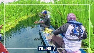 MANCING MANIA  KERANDANG AIR HITAM 24916 32 [upl. by Aikenahs]