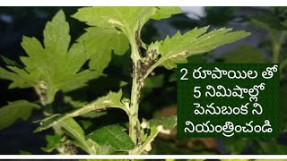 aphidsgarden remove aphids in two minutes with just 2 rupees పేను బంక నీ 2 రుపీస్ తో పోగొట్టండ్ [upl. by Atsiuqal982]