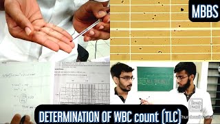 Determination of WBC count TLC Total leucocyte count  MUHS  mbbs practical hematology [upl. by Helve]