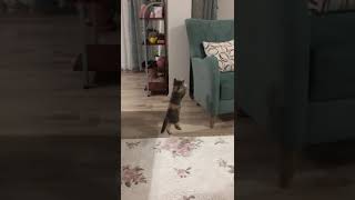 Kedi Venüs yeni oyuncağı ile oynuyor katze cat funny funnycats shortvideo [upl. by Colier765]