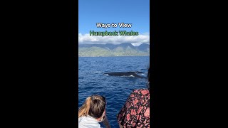 Ways to View Humpback Whales [upl. by Matheny331]