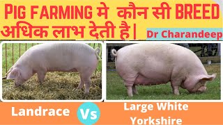 Pig farming मे कौन सी BREED अधिक लाभ देती है  Landrace Vs Large White Yorkshire  Drcharandeep [upl. by Mathe851]