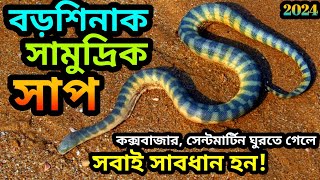 common sea snakehooknosed sea snakeবড়শিনাক সামুদ্রিক সাপHydrophis schistosusbeaked sea [upl. by Nahtanohj]