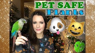 Pet Safe Houseplants 🌿😺🐶🐥❤️ [upl. by Seravat]