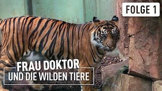 Neuer Tiger im Zoo  Frau Doktor amp die wilden Tiere  14 [upl. by Yeo296]