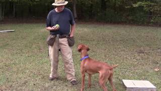 Retrieving to Hand  Positive Reinforcement Training  Jake Vizsla [upl. by Aceissej]