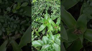 Callisia fragrans What bamboo 甚麼竹 樟樹苗 VID20241111072329 [upl. by Wanids]