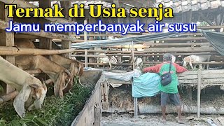 Di Usia Senja Tak Kuat Lagi Kerja Ternak Kambing Sebagai Penopang Kebutuhan Keluarga [upl. by Sukram]