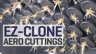 How To Take Clones in Aeroponics We Turn One Plant into Sixty More Aeroponic Cuttings with EZClone [upl. by Elakram]