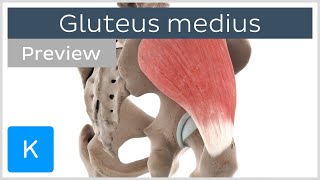 Functions of the gluteus medius muscle preview  3D Human Anatomy  Kenhub [upl. by Htebazila]