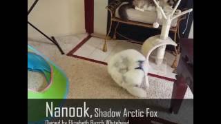 Nanook the Shadow Arctic Fox chasing his tail [upl. by Palermo]