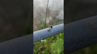 Ants carrying food ants youtubeshorts shortvideo [upl. by Tolkan946]