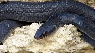 Black Whip Snake Dolichophis jugularis  Θερκό  Μαύρο φίδι  Cyprus [upl. by Huggins177]