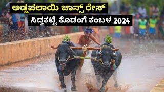 Addapalayi Chance Race  Siddakatte Kodange Kambala 2024  Namma Kambala [upl. by Atnuahc]