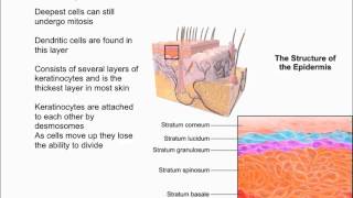 Layers of the Epidermis [upl. by Alyos]