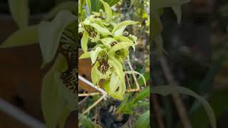 Anggrek yg Sangat Mudah Dirawat  coelogyne asperata fragrantorchids [upl. by Atla]