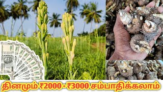 sammangi poo valarppu  Sampangi  Tuberose cultivation  9788545864  Tamil vivasayam [upl. by Anifur7]