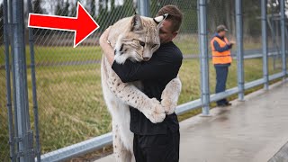 Man Saved A Baby Lynx Look How The Lynx Reacted Years Later [upl. by Ydnamron]