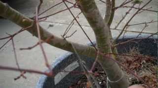 How to Grow Japanese Maple Acer Palmatum in a pot Part III One Year latermp4 [upl. by Adlei604]