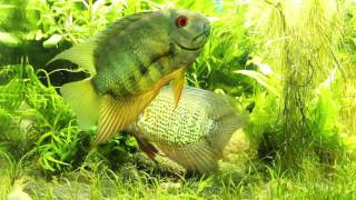 Phenomenal spotted severum courtship in front of aquarium glass [upl. by Hanschen]