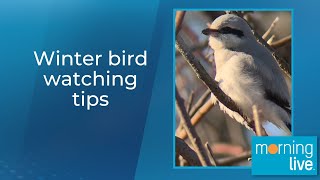 Winter bird watching tips [upl. by Hillery]