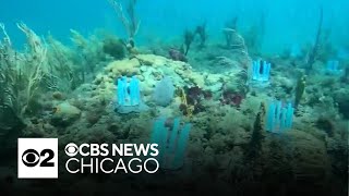 Scientist using biodegradable straws to restore coral reefs [upl. by Ursula]