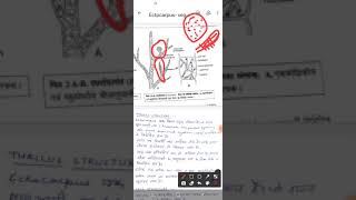 Bsc PartIEctocarpusvegetative structure and asexual reproduction [upl. by Gianni]