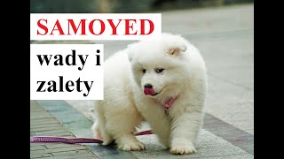 SAMOYED  WADY i ZALETY [upl. by Head]