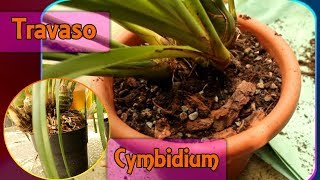 Rinvasare e dividere lorchidea Cymbidium [upl. by Tamberg730]