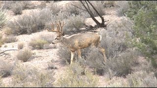 Epic Mule Deer Hunt 218quot Nevada Mule Deer Part 1 [upl. by Hubble]