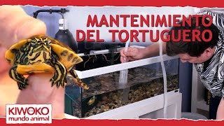 Mantenimiento del acuaterrario de tortugas acuáticas💦🐢 [upl. by Jaunita]