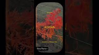 Les splendeurs automnales chez Nova Plants colors autumn nature november [upl. by Elvah]