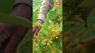 Exploring the Health Benefits of Grewia Asiatica falsa fruits healthyeating [upl. by Ettevol521]