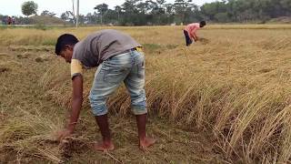 Harvesting rice by hand [upl. by Roos651]