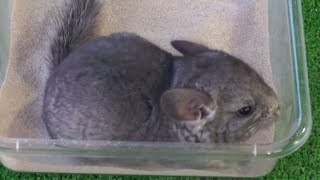 CHINCHILLAS  El baño con arena para las chinchillas ¡Imágenes impresionantes [upl. by Morocco]