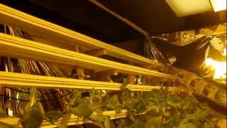 NFT Hydroponic Lettuce Update 1 by The Lettuce People [upl. by Nima]