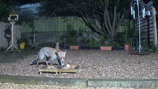 Spot the second fox … no it’s not a fox glove plant it’s a fox 😂 [upl. by Sena]