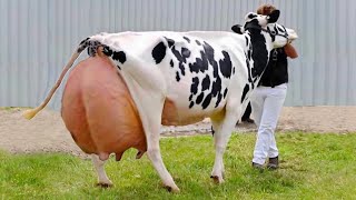 World highest milking gir cow and holstein friesian cow  best cows  girolando cow  animal [upl. by Boardman]