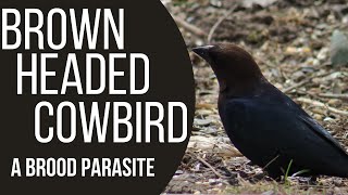 Brown Headed Cowbirds  A Brood Parasite [upl. by Coney858]