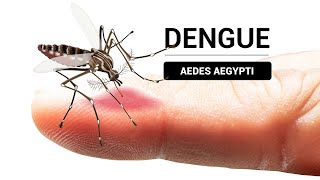 Todo lo que debes saber del dengue  Mecanismo de infección  ¿Por que es tan grave [upl. by Nalla761]