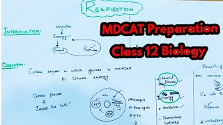 Respiration class 12 Biology Class 12 biology lecturesDifference between respiration and breathing [upl. by Havens]