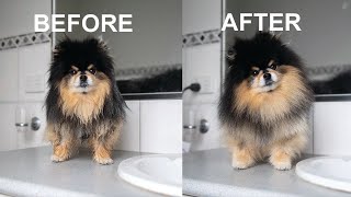 How To Brush a Pomeranian  Brushing My Cute amp Funny Dog [upl. by Hersch904]