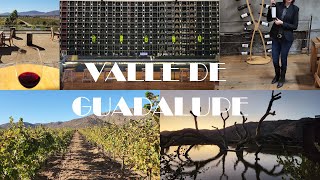 LOS MEJORES VIÑEDOS DE VALLE DE GUADALUPE  THE BEST VINEYARDS VLOG valledeguadalupe wine vino [upl. by Ahsinam826]