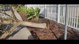 Hurricane Helene damage to Holiday Inn Express Bay Pines Florida [upl. by Nove137]