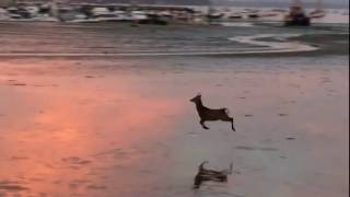 Deer Goes for a Morning Skip Across a Beach [upl. by Coster]