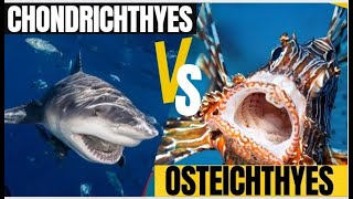 Chondrichthyes vs osteichthyes  Agnathostomata  phylum ChordataUrduHindi [upl. by Anilesor]